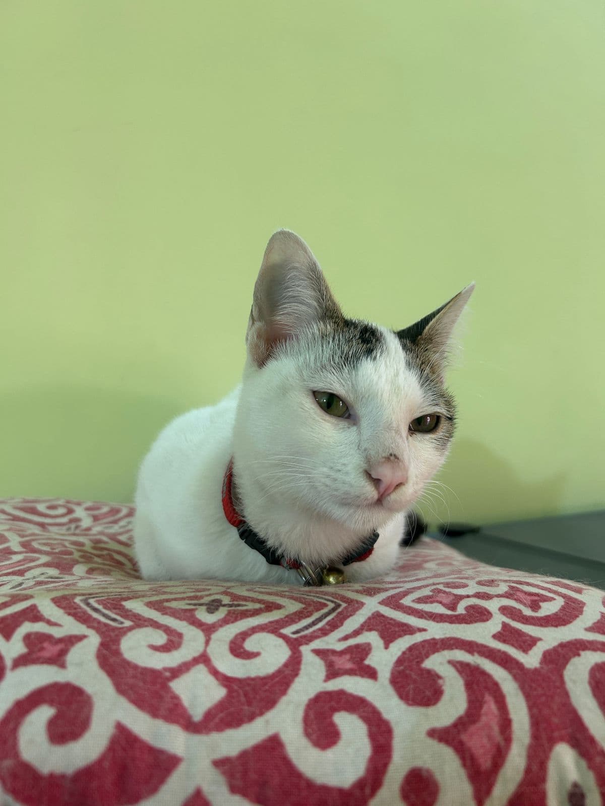 A happy guest cat boarding at The Pet Boarding in Bengaluru
