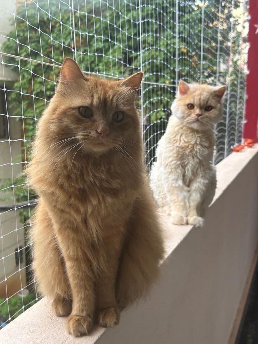 Two happy cats — a ginger long-hair and a cream Persian — relaxing on a netted balcony