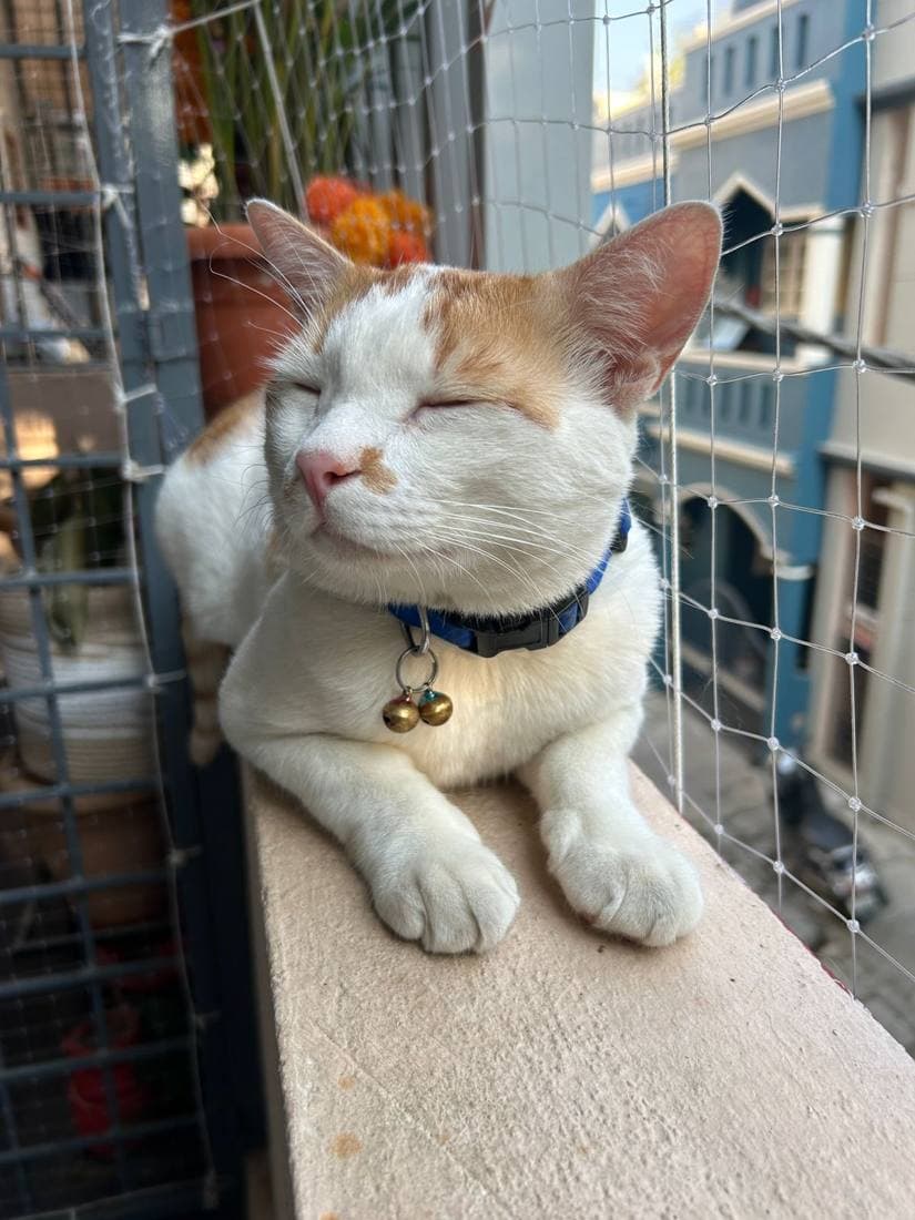 A happy guest cat boarding at The Pet Boarding in Bengaluru