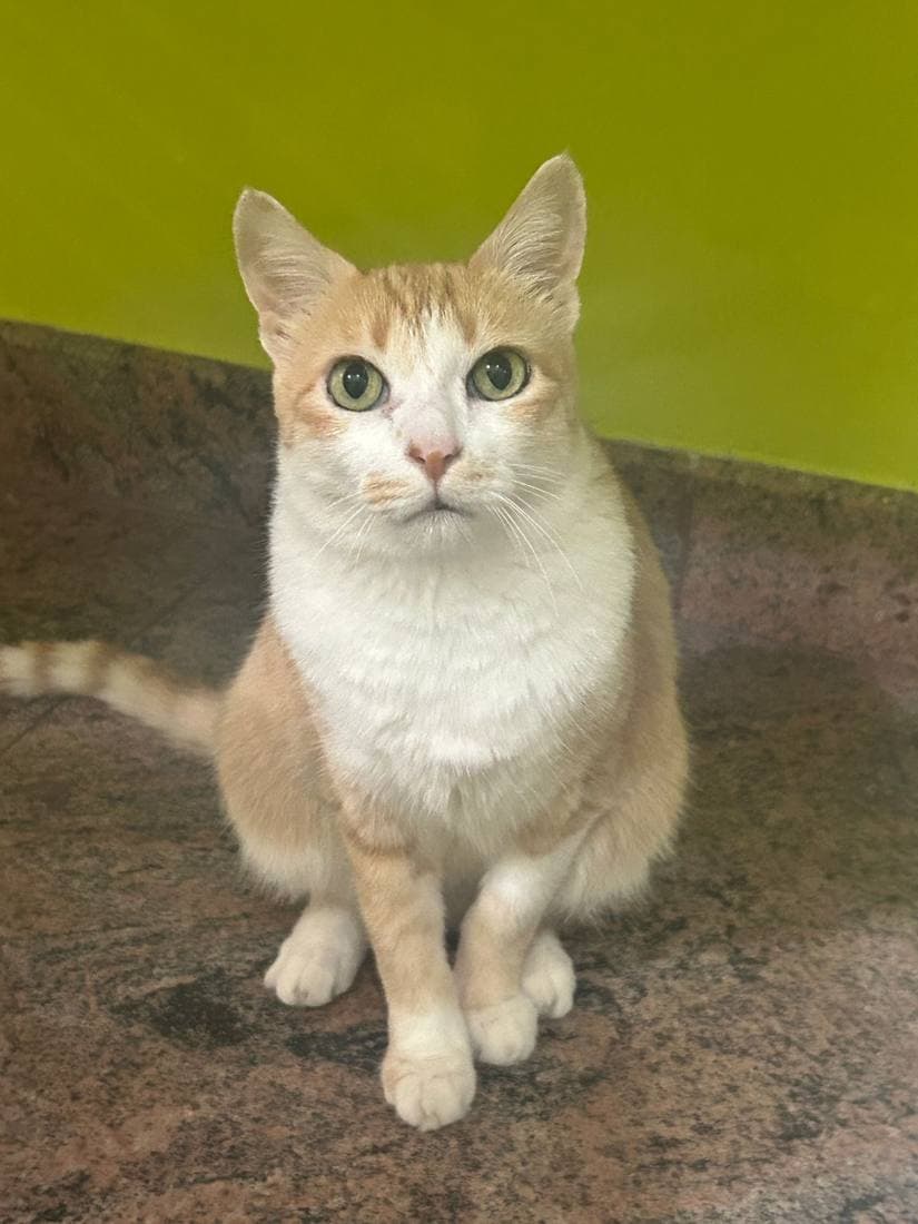 A happy guest cat boarding at The Pet Boarding in Bengaluru