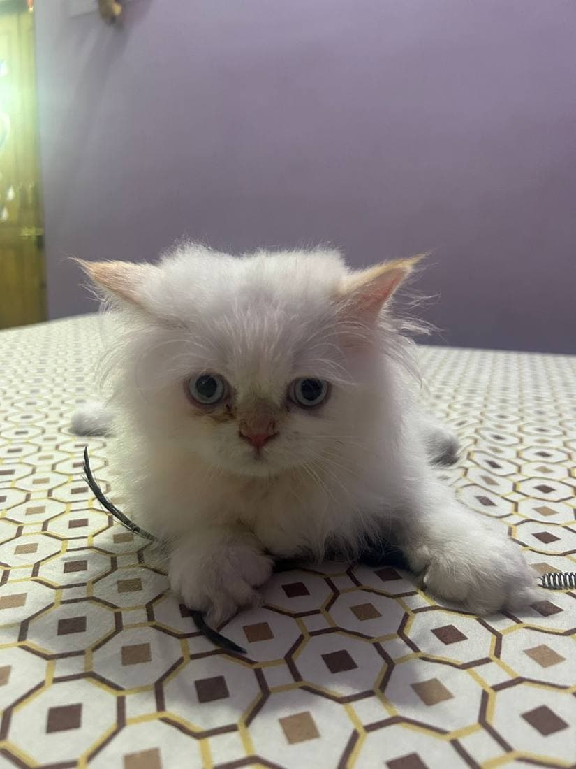 A happy guest cat boarding at The Pet Boarding in Bengaluru