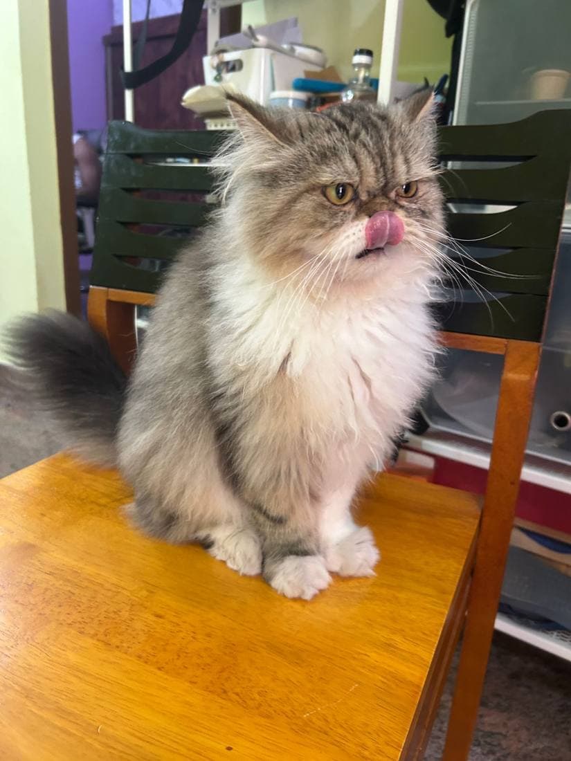 A happy guest cat boarding at The Pet Boarding in Bengaluru