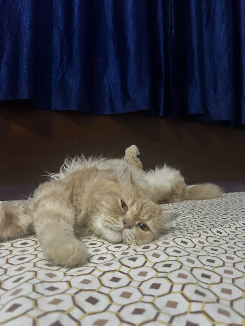 A happy guest cat boarding at The Pet Boarding in Bengaluru