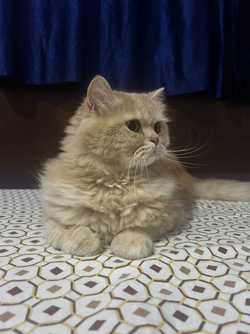 A happy guest cat boarding at The Pet Boarding in Bengaluru