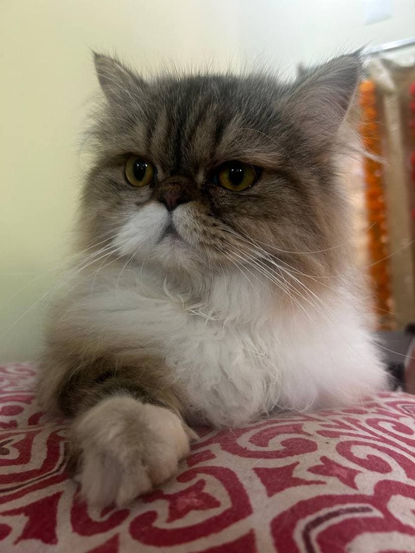 A happy guest cat boarding at The Pet Boarding in Bengaluru