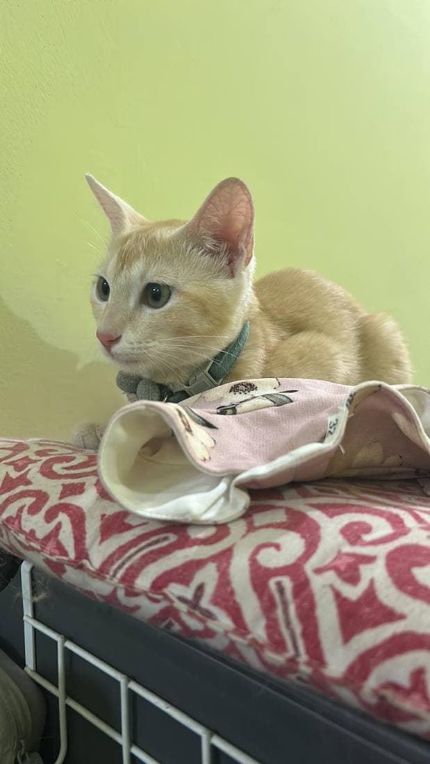 A happy guest cat boarding at The Pet Boarding in Bengaluru