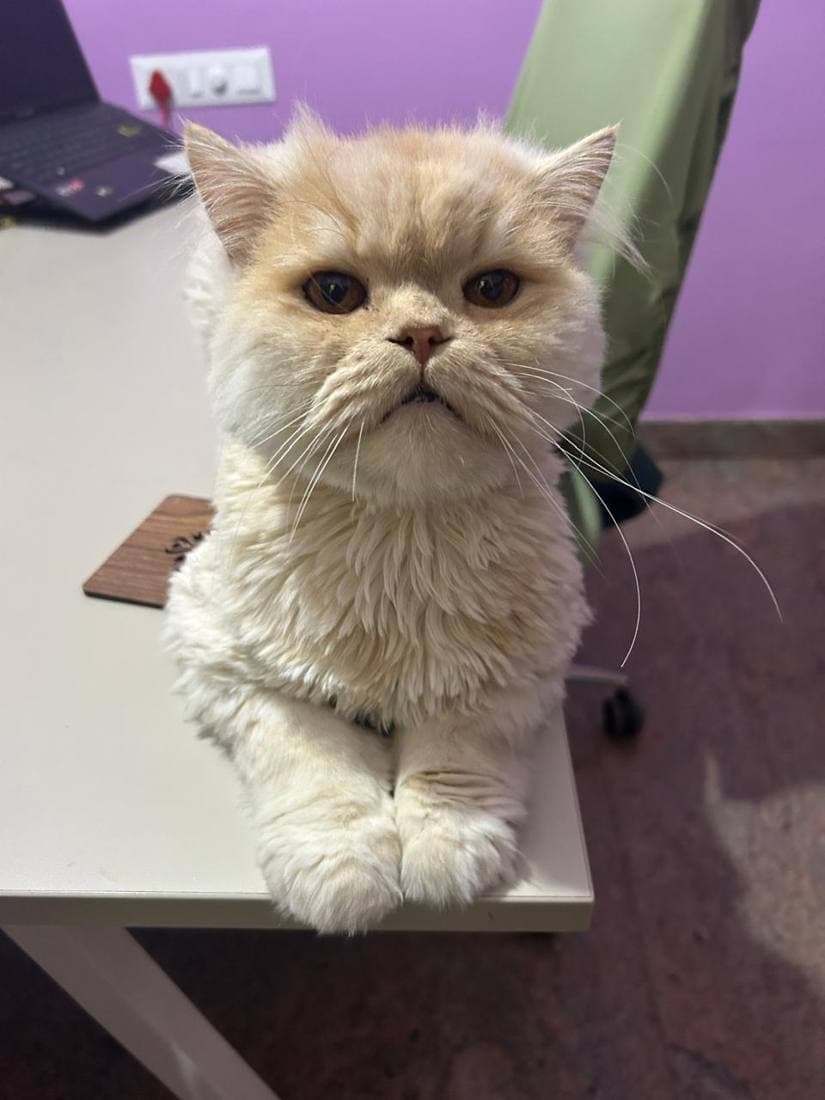 A happy guest cat boarding at The Pet Boarding in Bengaluru