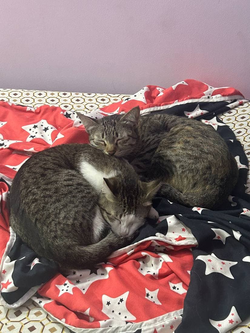 Cat curled up resting on a soft red blanket