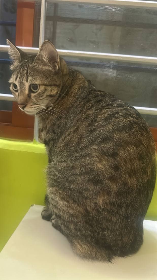 Brown tabby cat relaxing indoors