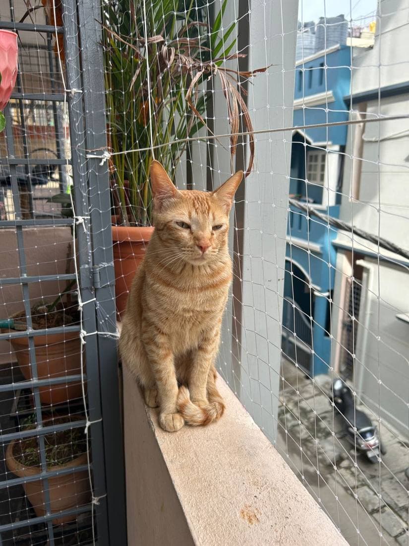 Ginger cat sitting by a sunny window ledge