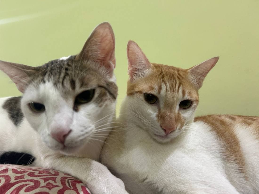 Two friendly cats sitting together