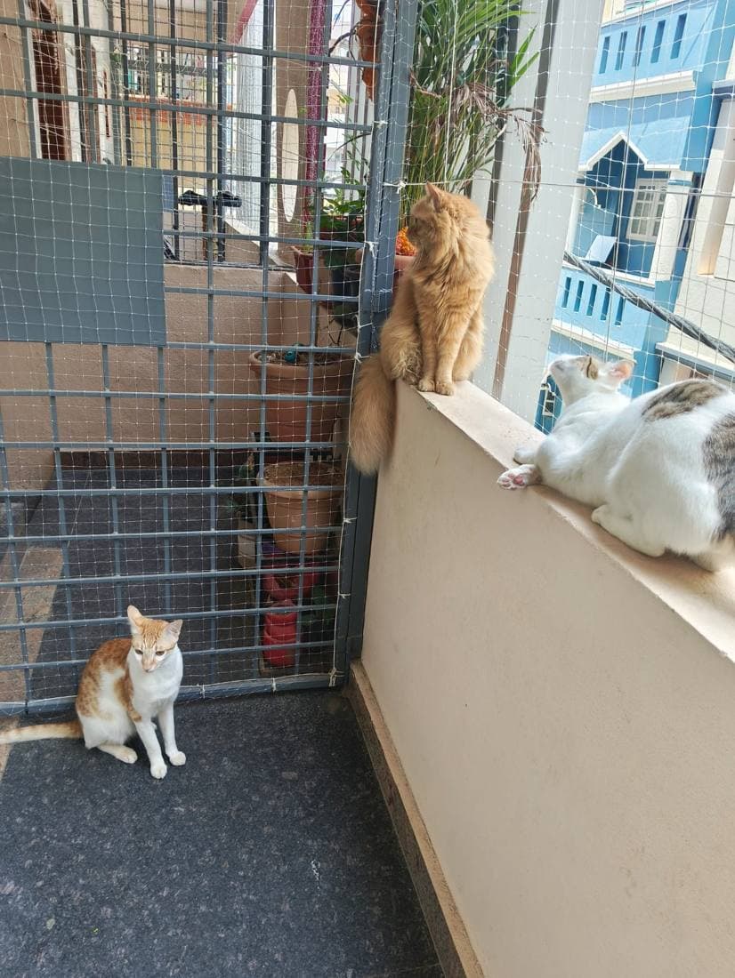 Curious cat by a safe balcony grille