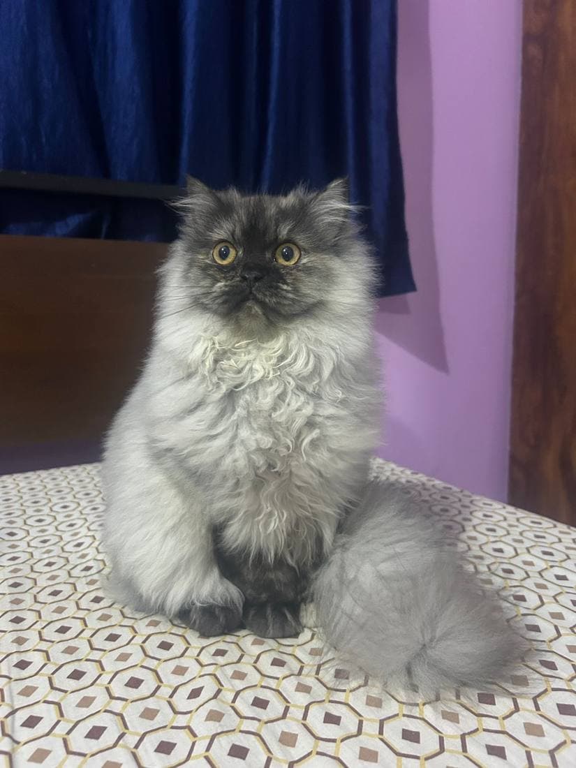 Fluffy cat sitting calmly during its stay