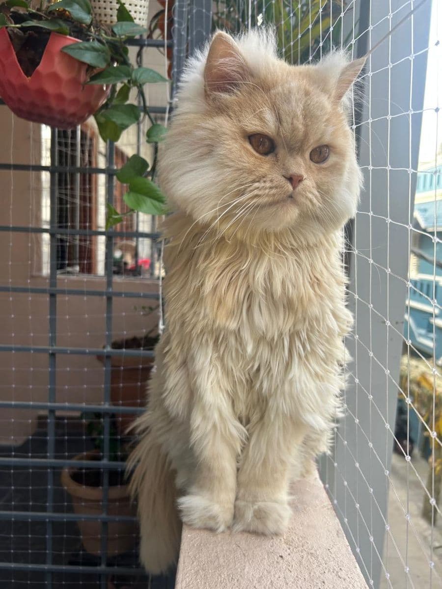 A fluffy cream Persian cat boarding at The Pet Boarding in Bengaluru